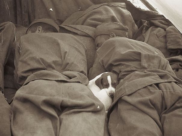 Russian Soldiers Of WWII Sleeping With Puppy