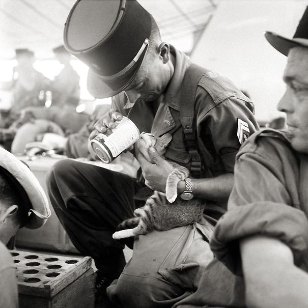 一位法国士兵喂养他的小猫在越南战争期间