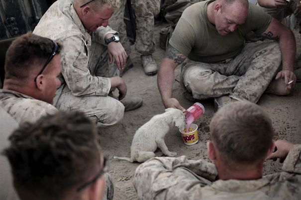 Marines Give Breakfast To Stray Puppy