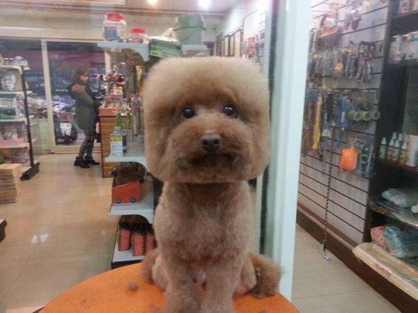 square-round-dog-haircut-taiwan-3