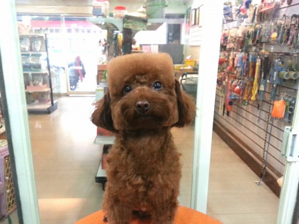square-round-dog-haircut-taiwan-4