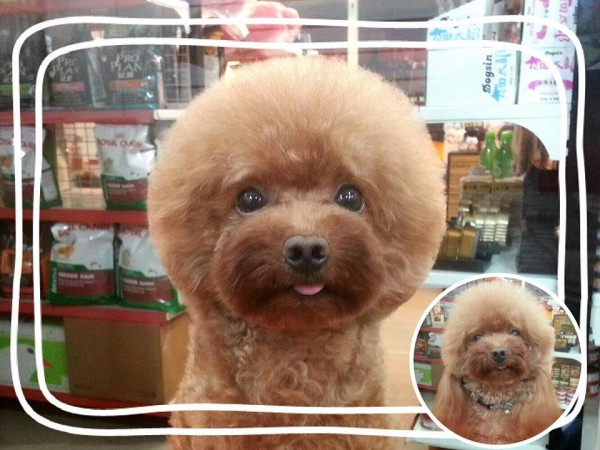 square-round-dog-haircut-taiwan-7