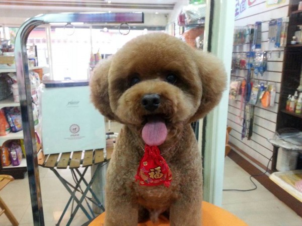 square-round-dog-haircut-taiwan-9