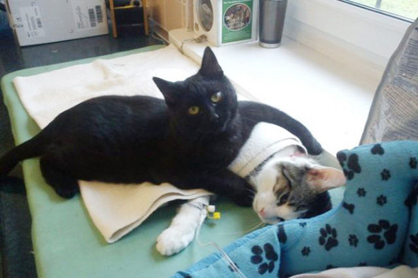 veterinary-nurse-cat-hugs-shelter-animals-radamenes-bydgoszcz-poland-1.jpg