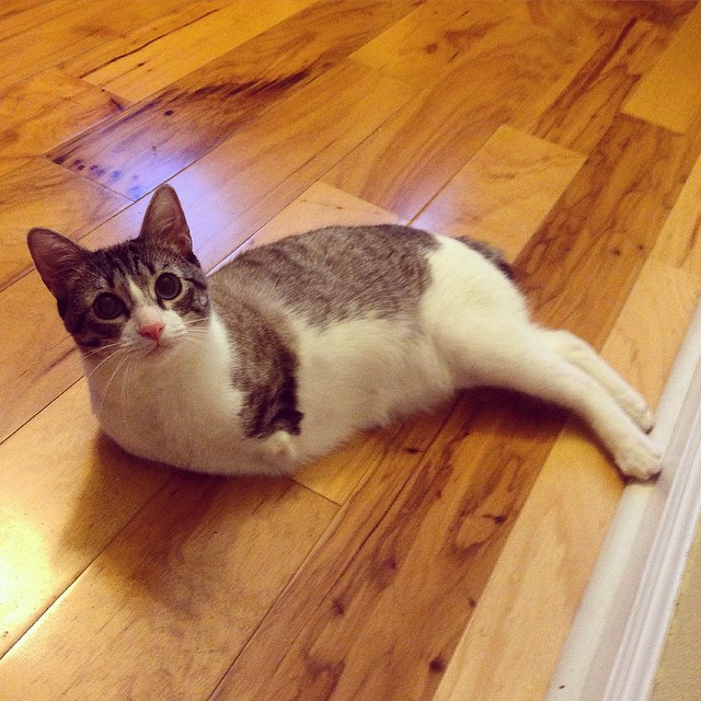 [Bild: adopted-cat-hops-two-legs-instagram-cele...oux-10.jpg]