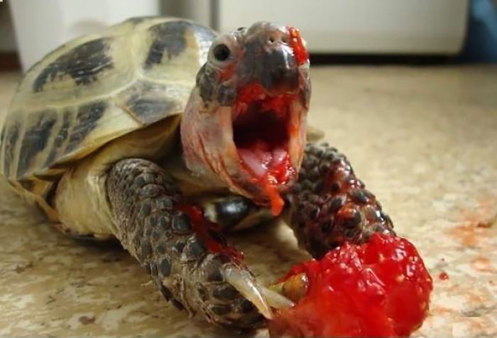 Turtle Eating Strawberry