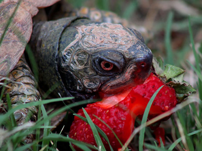 Turtle Eating Strawberry