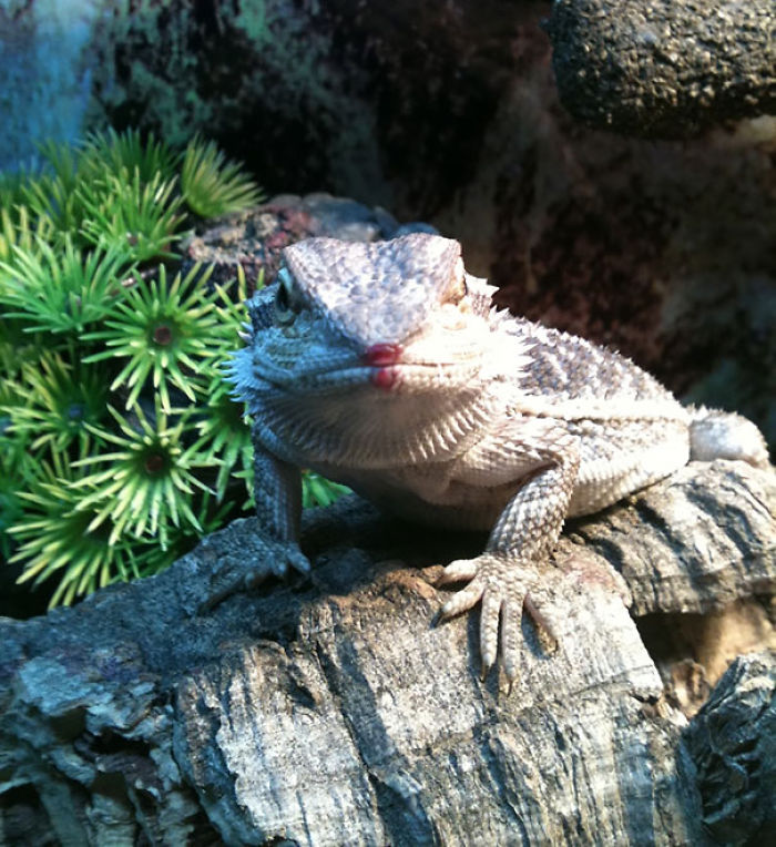 Bearded Dragon After Eating A Raspberry