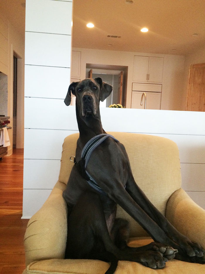 Our Dog Is Too Big To Lay In 