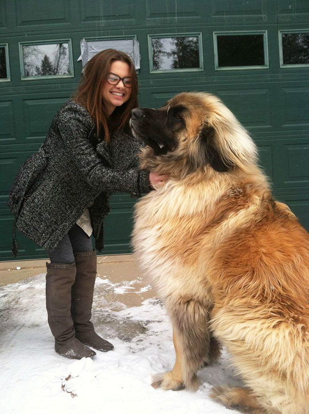 Does Everyone Want To Have A Huge Dog Like This One?