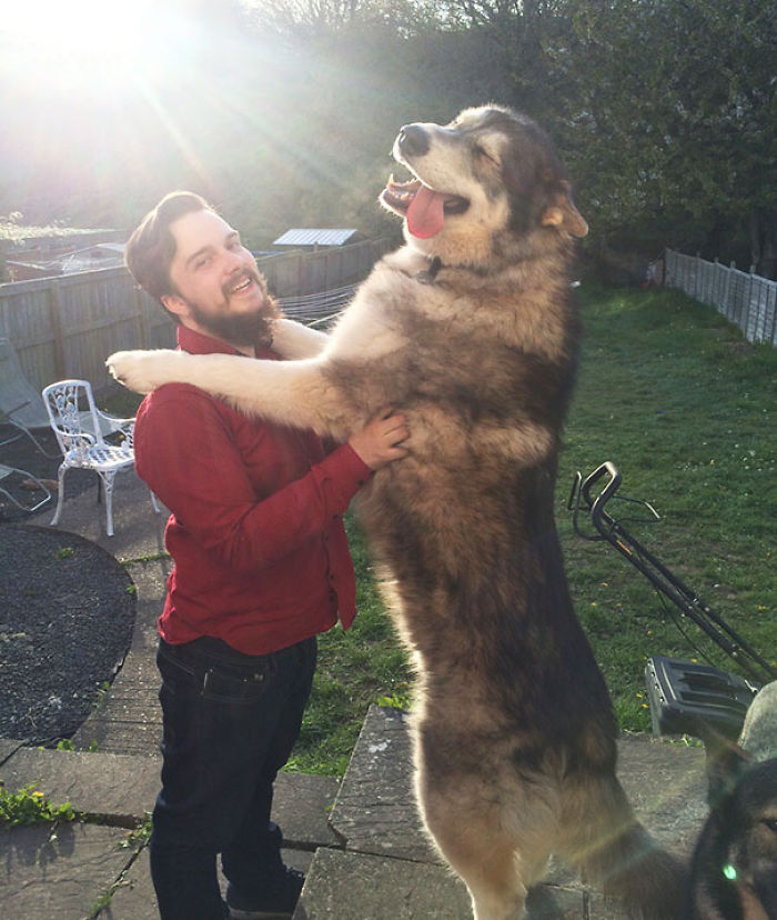 This Is Maynard. He Is My Best Friend, And Soon He Will Be 3