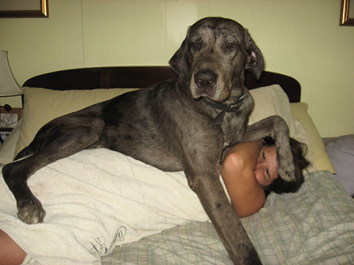 The Perks Of Owning A Great Dane