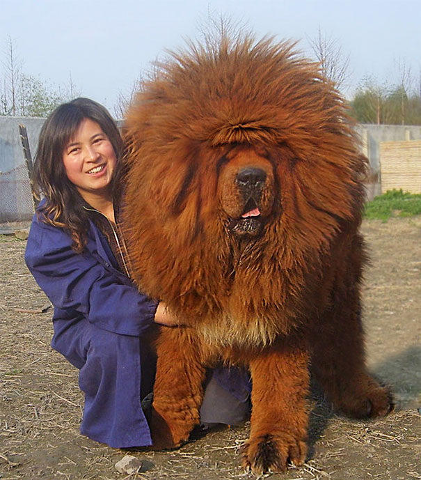 [Imagen: big-dog-funny-animal-photos-3__605.jpg]