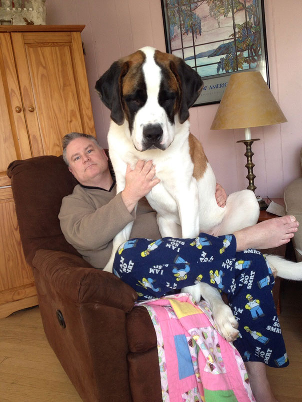 Our 11-month-old, 130 Pound Lap Dog Simba
