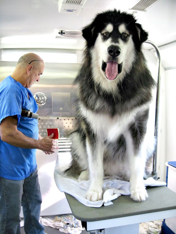 Dakota In Mobile Groomer's Van