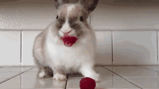 兔子吃树莓