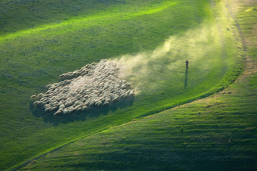 field-landscape-photography-only-sheep-marcin-sobas-tuscan-2