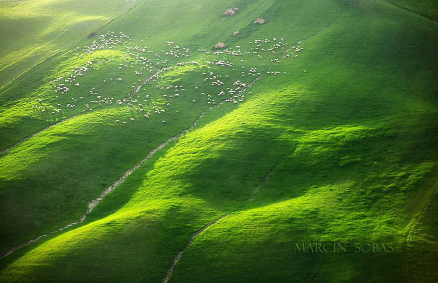 field-landscape-photography-only-sheep-marcin-sobas-tuscan-4