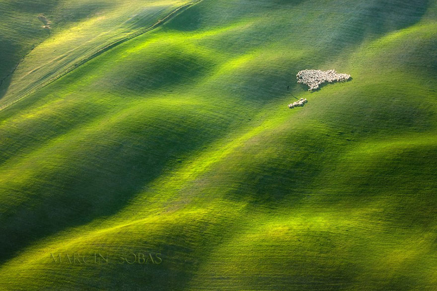Đàn cừu ở                                                           cánh đồng                                                           thung lũng                                                           Tuscan