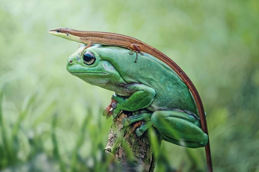 A Frog Wearing A Lizard