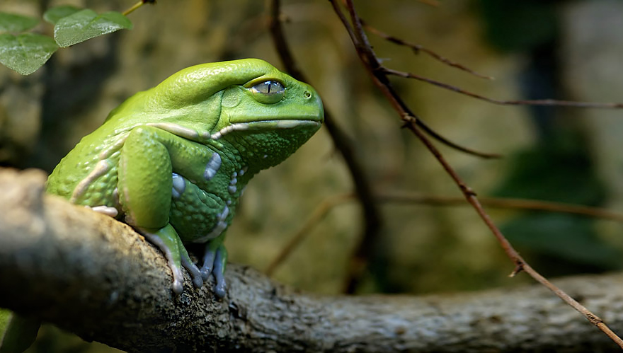 青蛙和蟾蜍 10个世界上最酷的青蛙和蟾蜍