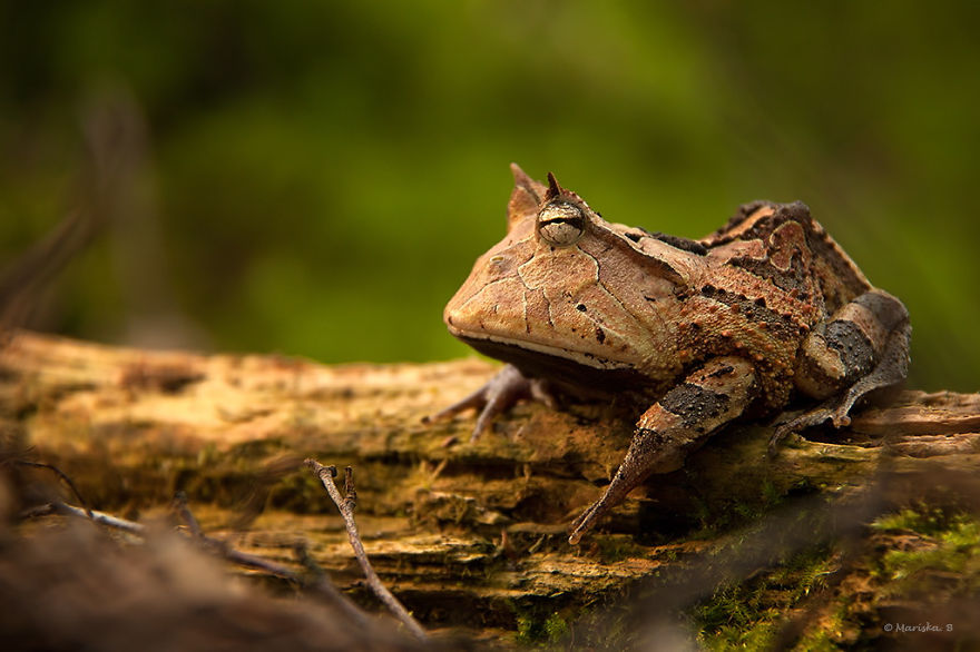 青蛙和蟾蜍 10个世界上最酷的青蛙和蟾蜍
