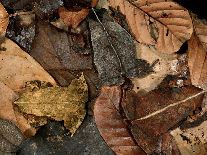 3 Camouflaged Toads
