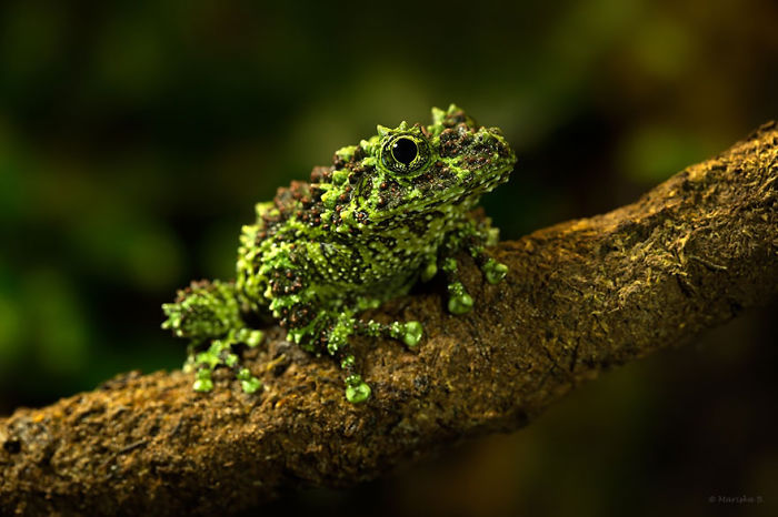 Mossy Frog