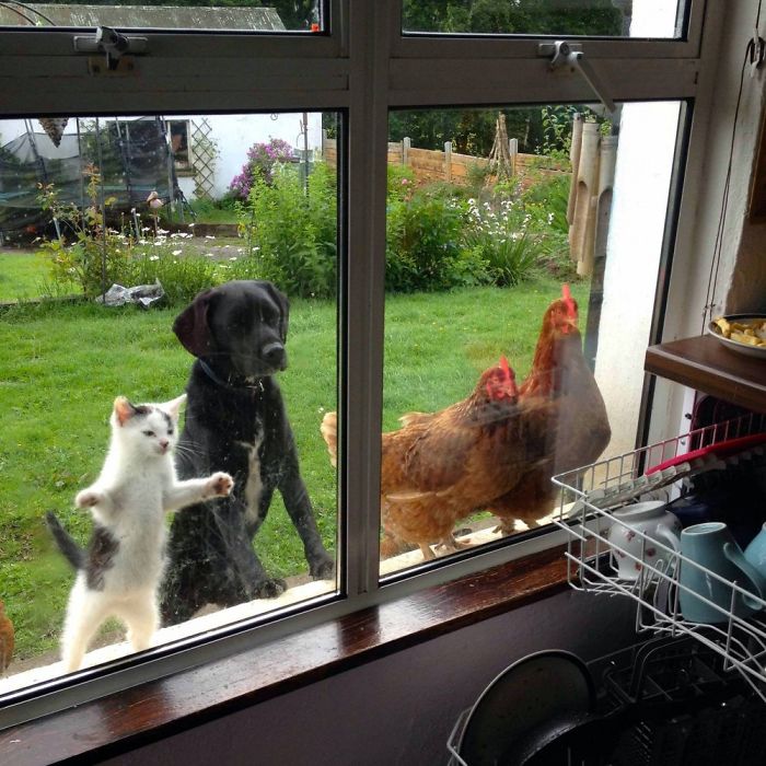 We Want In!