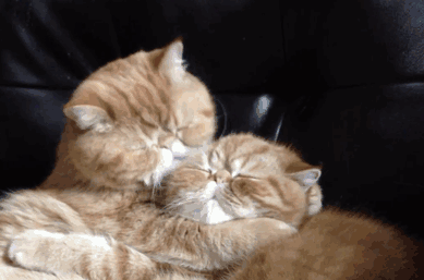 funny-cats-making-out-angus-seamus-exotic-shorthaired-persian-brothers-53