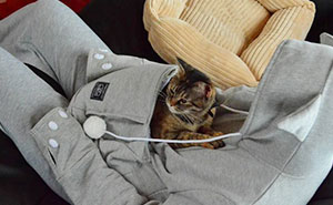 Cat Hoodie With Kangaroo Pouch Lets You Take Your Pet Wherever You Go
