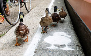 Ducks Get Their Own 'Duck Lanes'  Near the Canal Walkways in London