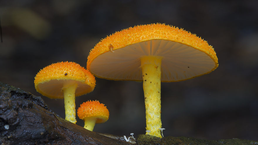 mushroom-photography-steve-axford-14