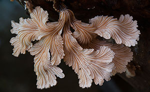 The Magical World Of Australian Mushrooms By Steve Axford