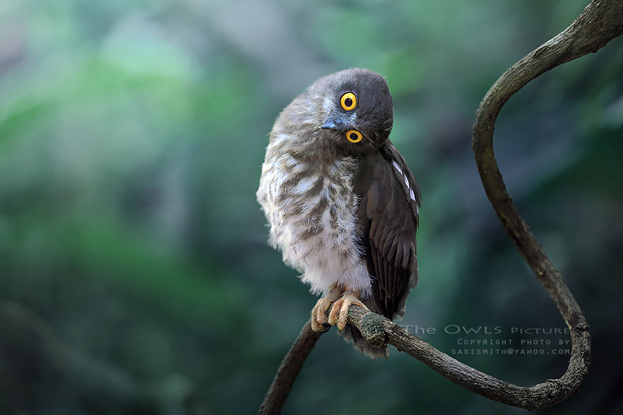owl-photography-sasi-smit-31