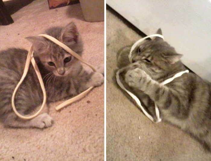 Stevie The Kitty, The Day We Got Her, To Today. She Still Loves Her String