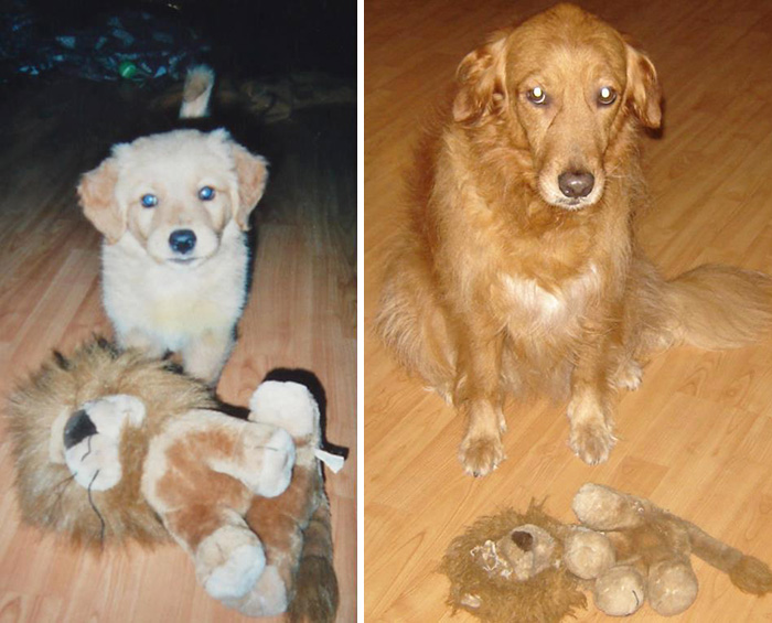 Mayo, My Friend 's Dog, Then And Now