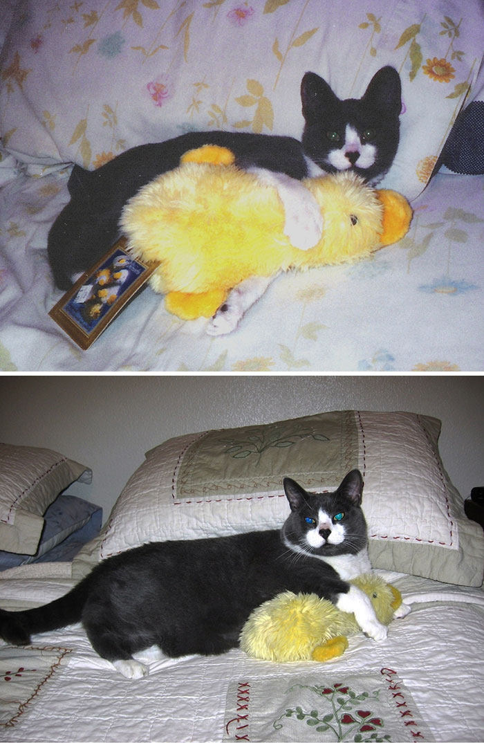 Seven Years Later, He Still Loved His Duck