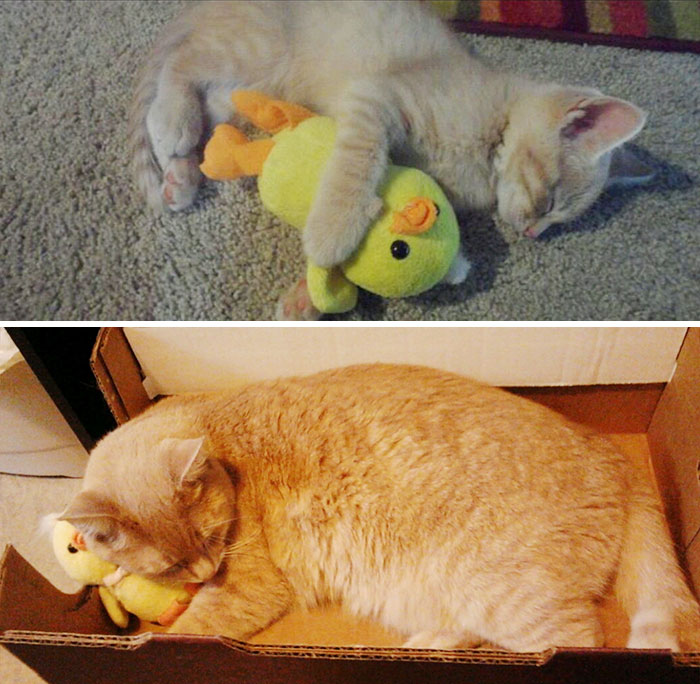 Eighteen Months Later And He Still Sleeps With His Duck