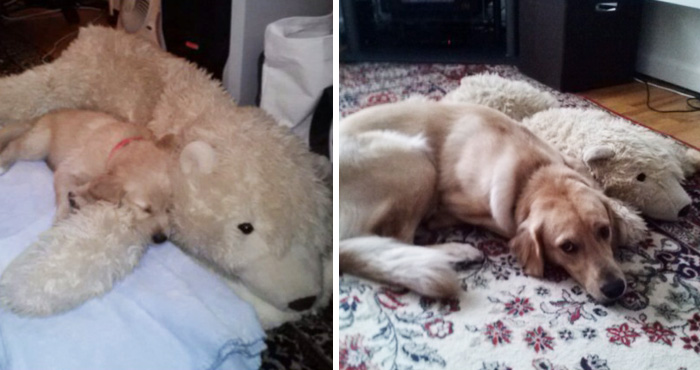 One Year Later And He Still Loves To Cuddle With This Stuffed Polar Bear