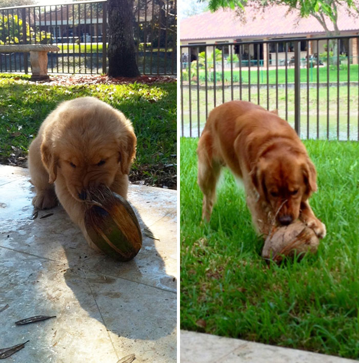 Three Years Later, Still Spends Hours Trying To Get Into Coconuts
