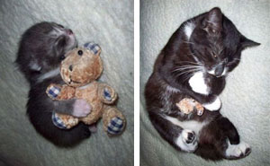 23 Before-And-After Photos Of Pets Growing Up With Their Toys