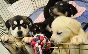 University Creates 'Puppy Room' To Help Stressed-Out Students