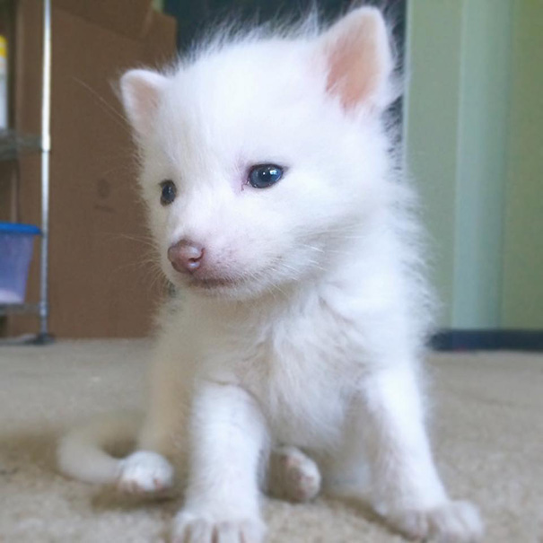 rylai-siberian-fox-red-silver-pet-domesticated-11