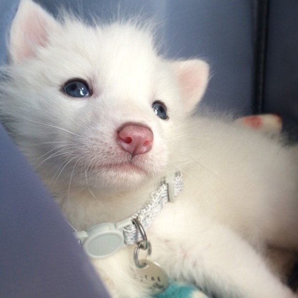 rylai-siberian-fox-red-silver-pet-domesticated-9