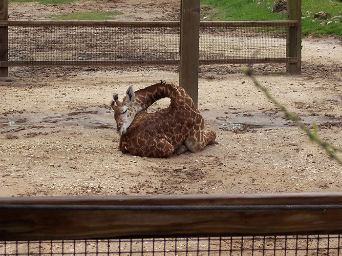 sleeping-giraffes-3__700.jpg