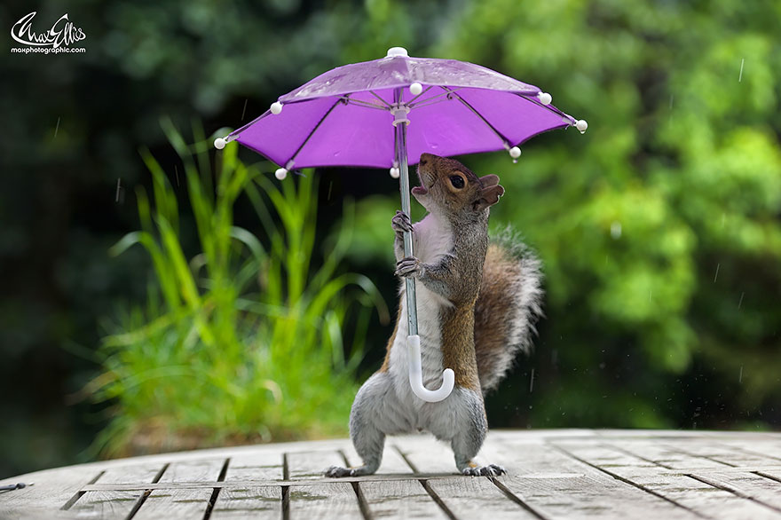 squirrel-umbrella-rain-squirrelisimo-max