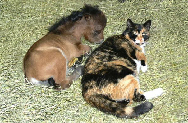 Miniature Horse With A Cat