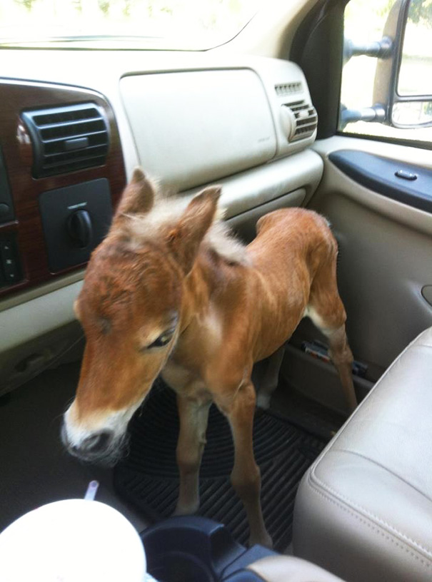 My Vet Friend Rescued A Abandoned Baby Mini Horse