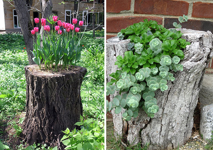 12+ Old Tree Stumps Turned Into Beautiful Flower Planters